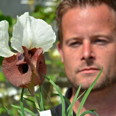 Iris-haertl