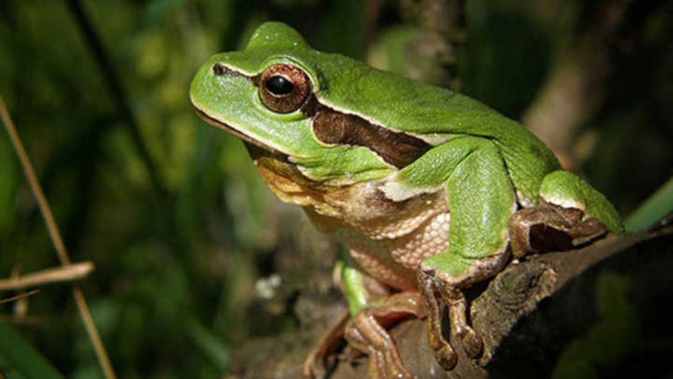 Laubfrosch