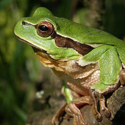 Laubfrosch