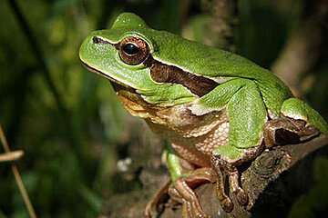 Laubfrosch