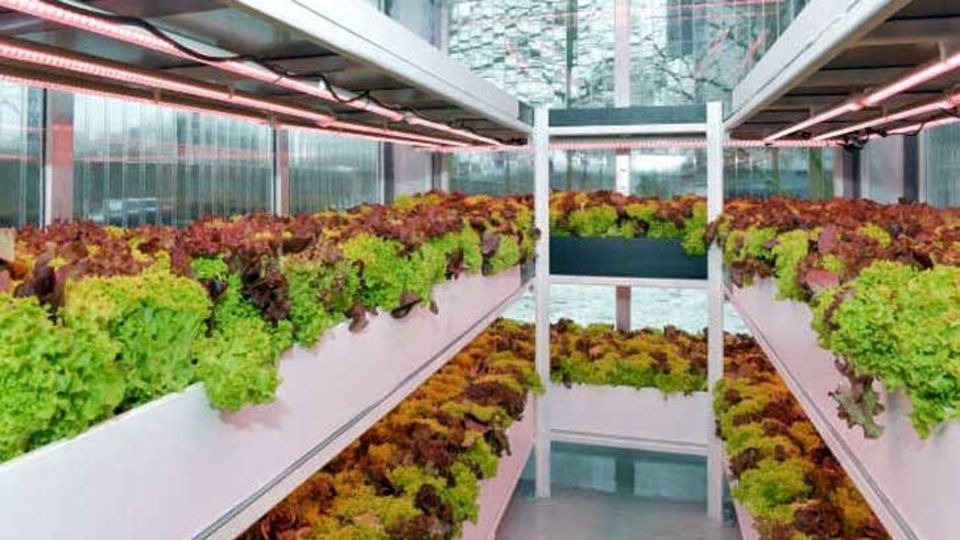 Aquaponic