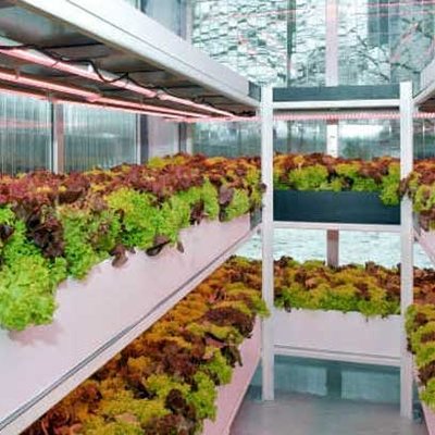 Aquaponic