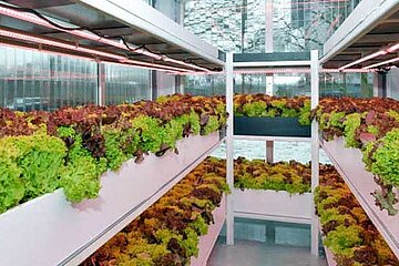 Aquaponic