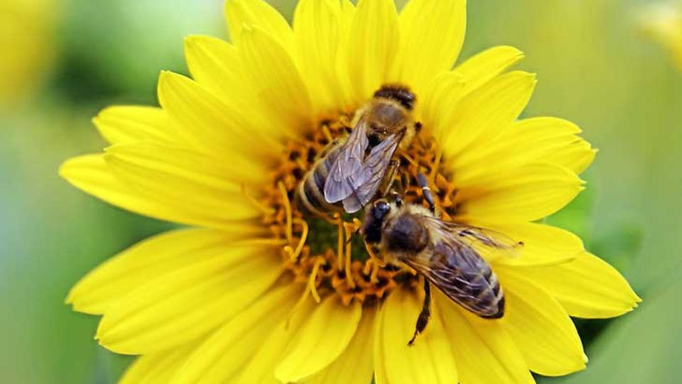 Silphie mit Bienen