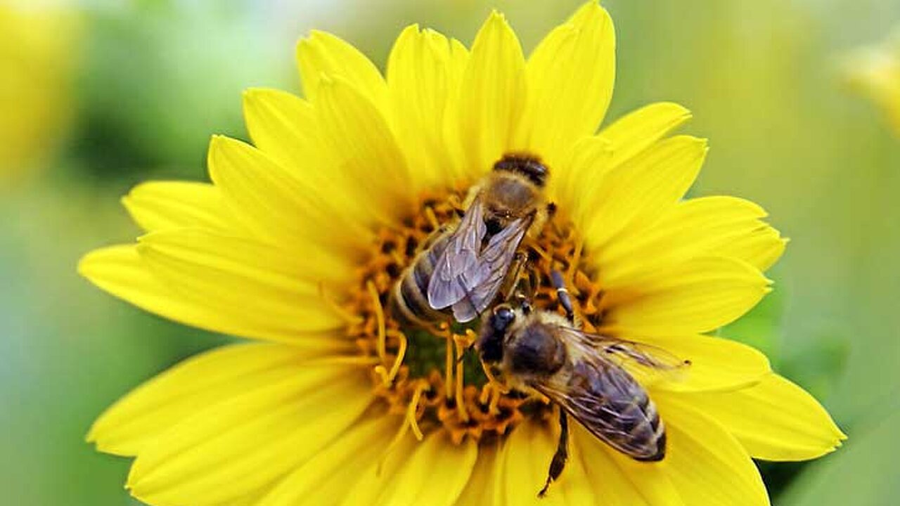 Silphie mit Bienen