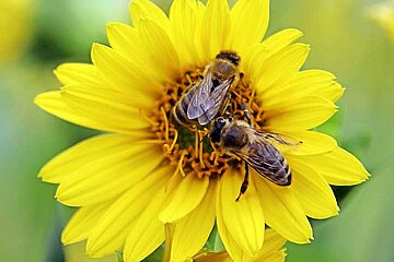 Silphie mit Bienen
