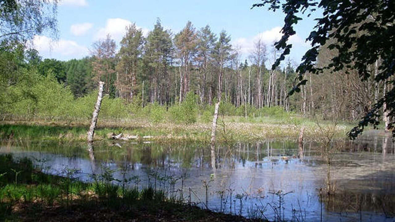 Waldnaturschutz