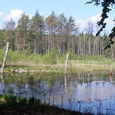 Waldnaturschutz