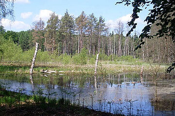 Waldnaturschutz