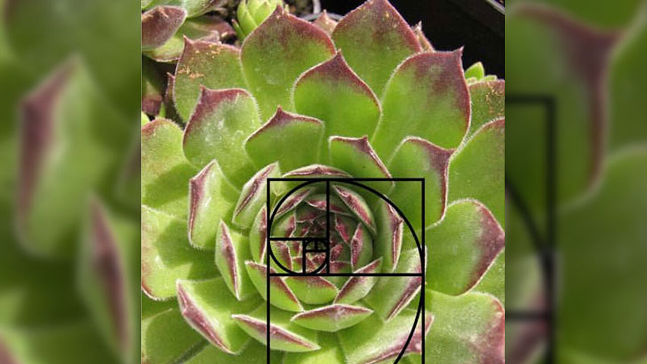 Hauswurz (Sempervivum)