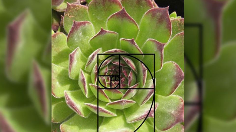 Hauswurz (Sempervivum)