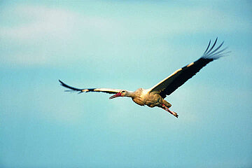 Image-17347