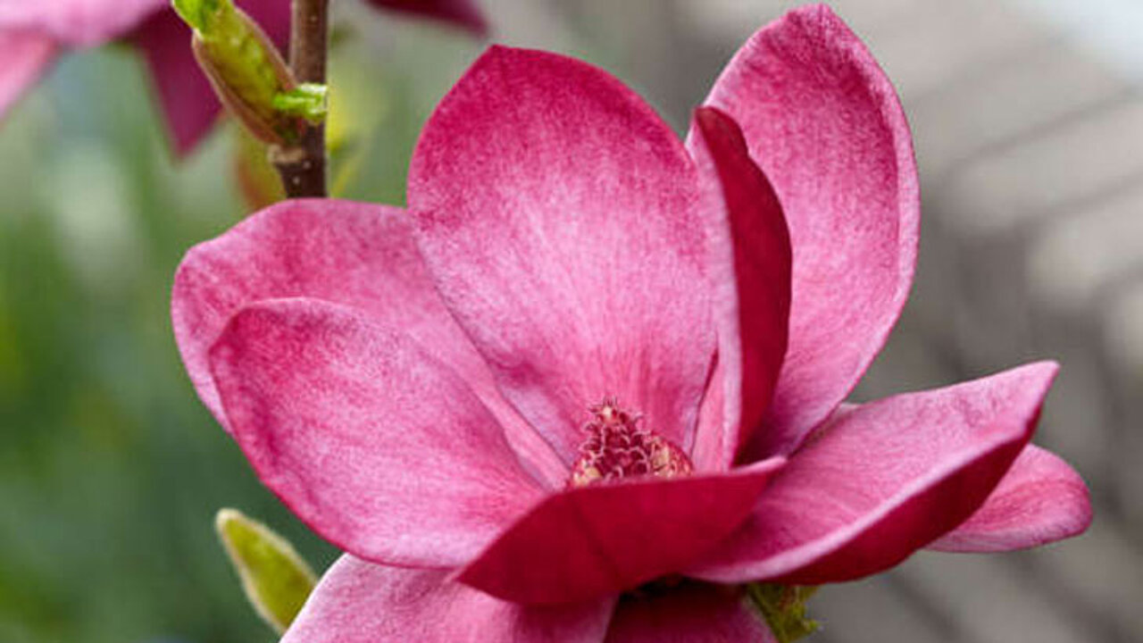 Magnolien