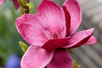 Magnolien