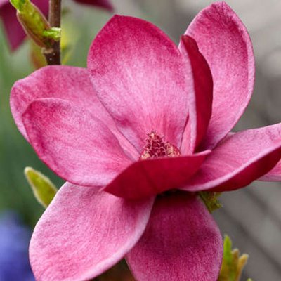 Magnolien