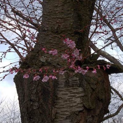 Kirschblüte