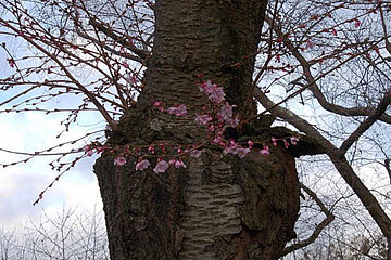 Kirschblüte