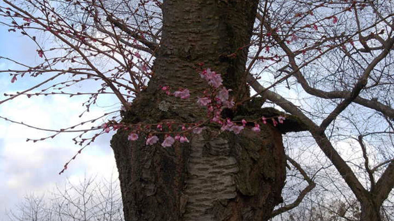 Kirschblüte