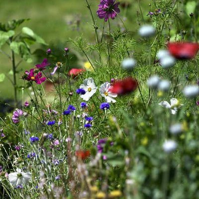 ökologisch gepflegter Garten