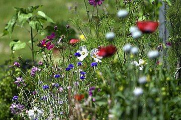 ökologisch gepflegter Garten