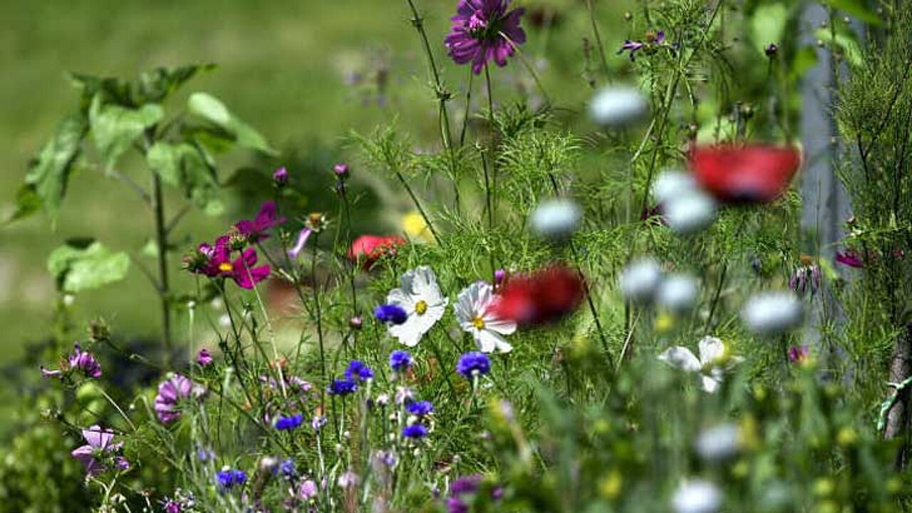 ökologisch gepflegter Garten
