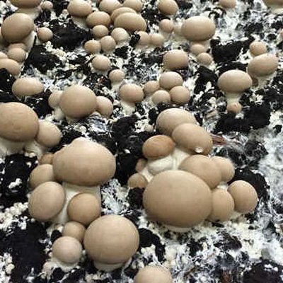 Champignons