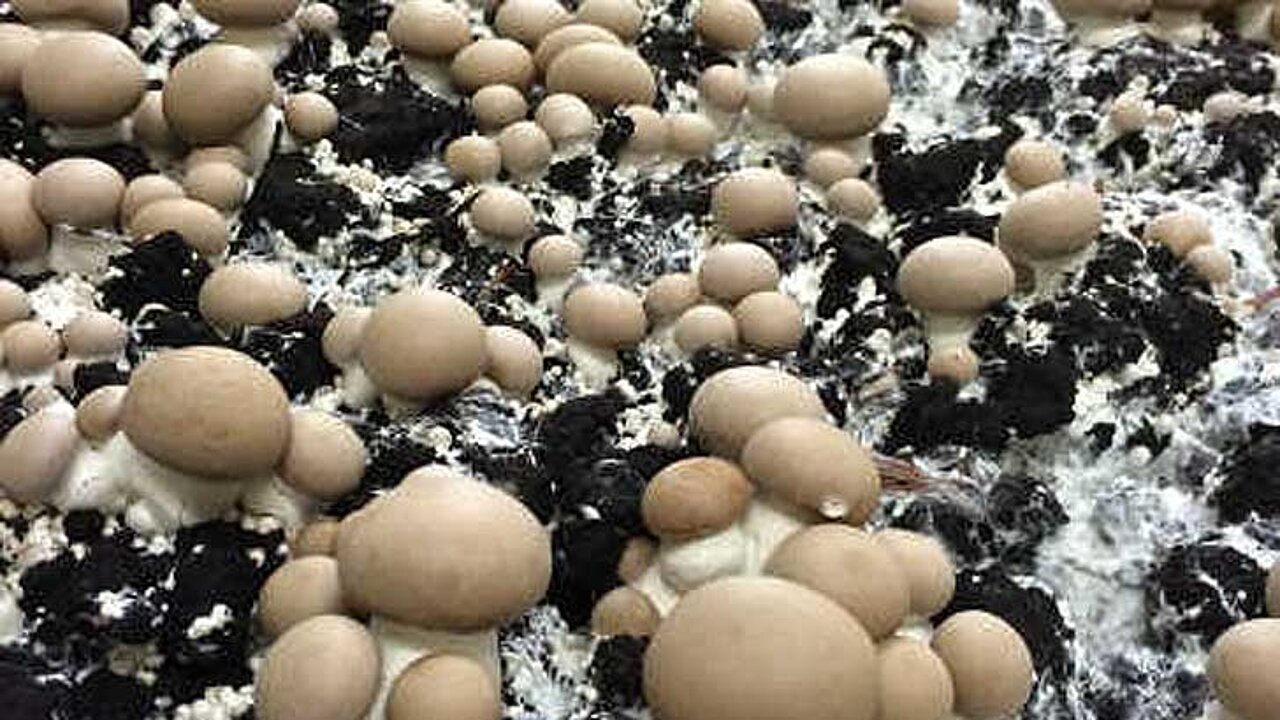 Champignons
