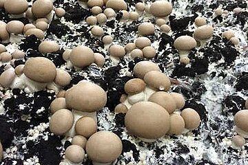 Champignons