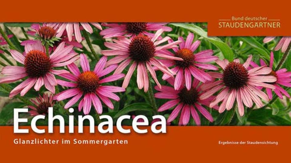 Echinacea