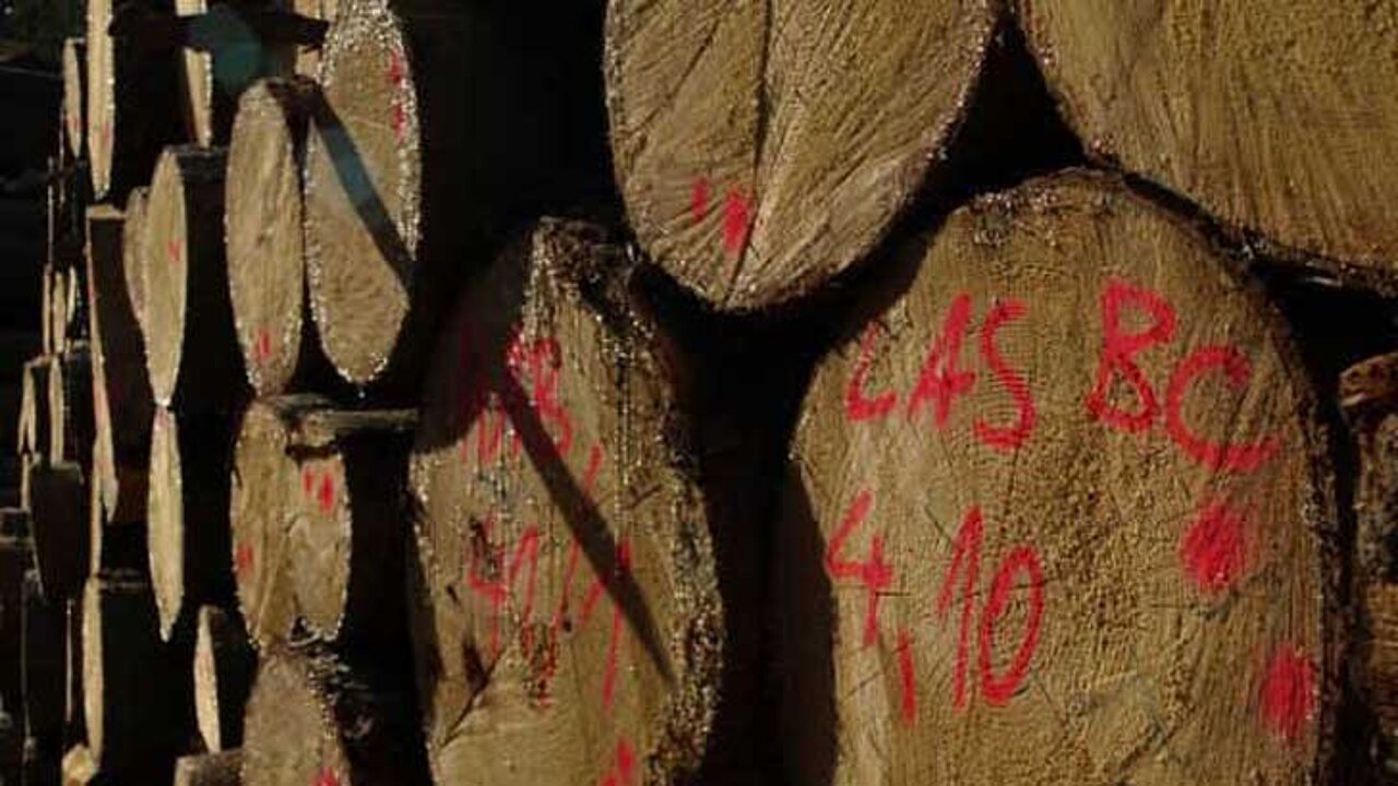 Holz