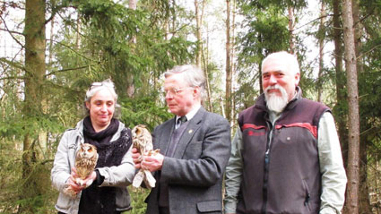 Waldohreulen