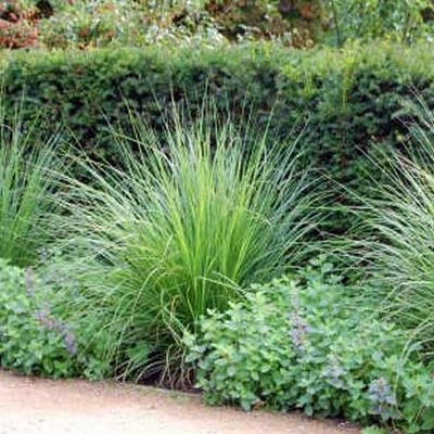 Stulpen für die Hecke
