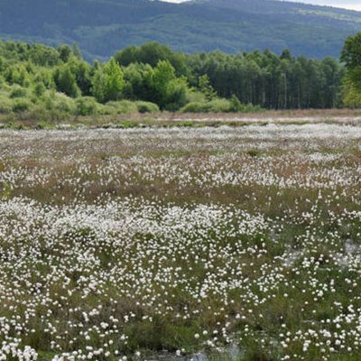 Torfmoor