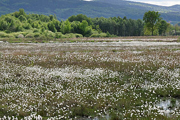 Torfmoor