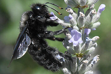 Image-14694