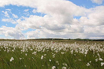 Image-16626