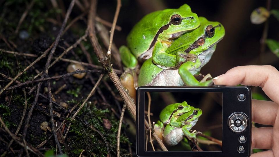 Laubfrosch