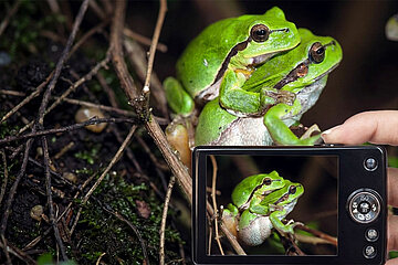 Laubfrosch