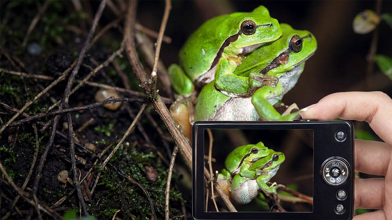 Laubfrosch