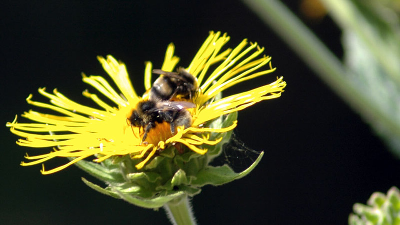 Biene auf Blüte