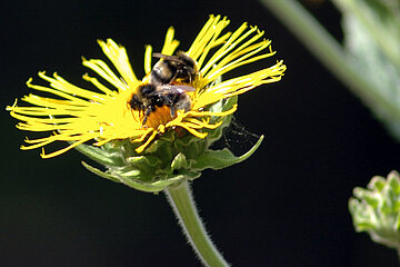 Biene auf Blüte