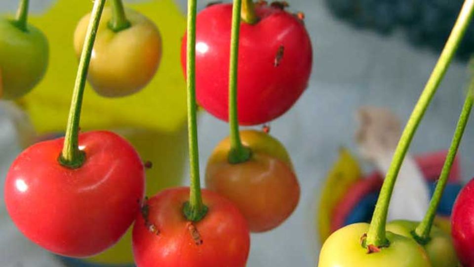 Fruchtfliegen