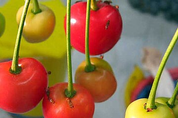 Fruchtfliegen