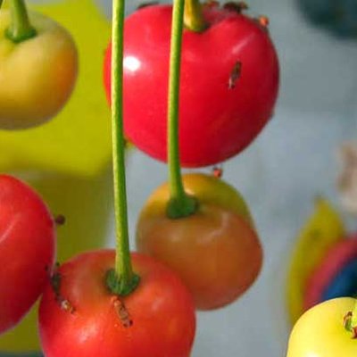 Fruchtfliegen