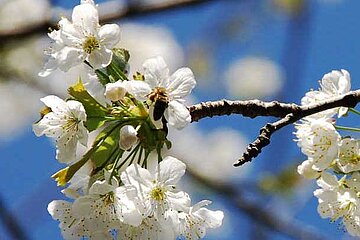 Bienennährgehölze