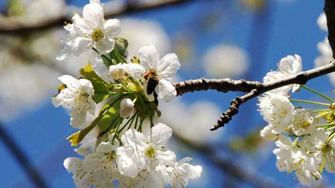 Bienennährgehölze