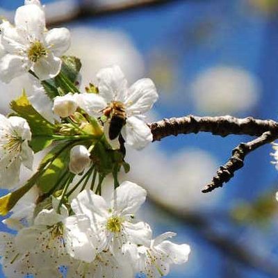 Bienennährgehölze