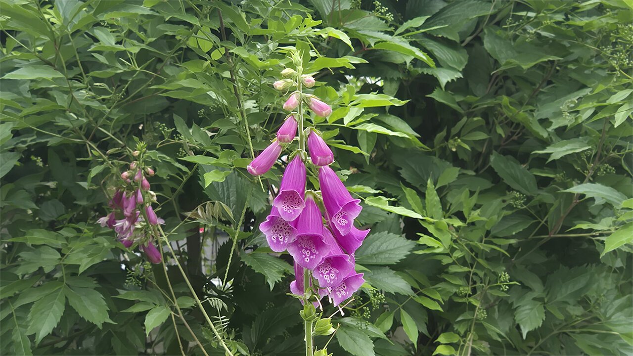 Fingerhut pink