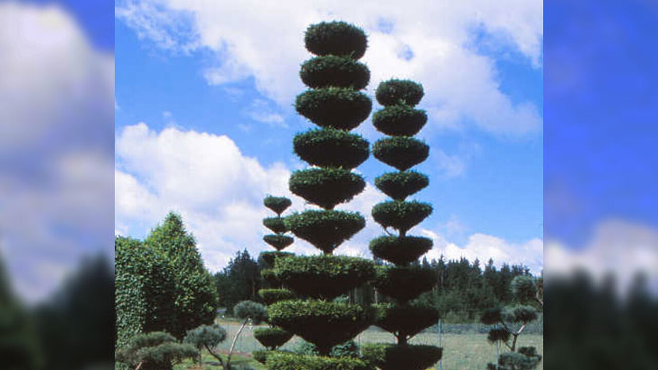 Gehölze