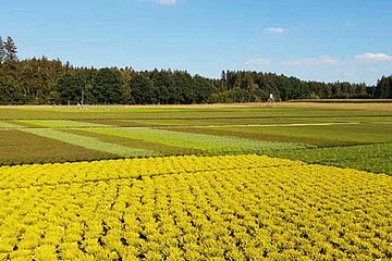 Callunenfeld